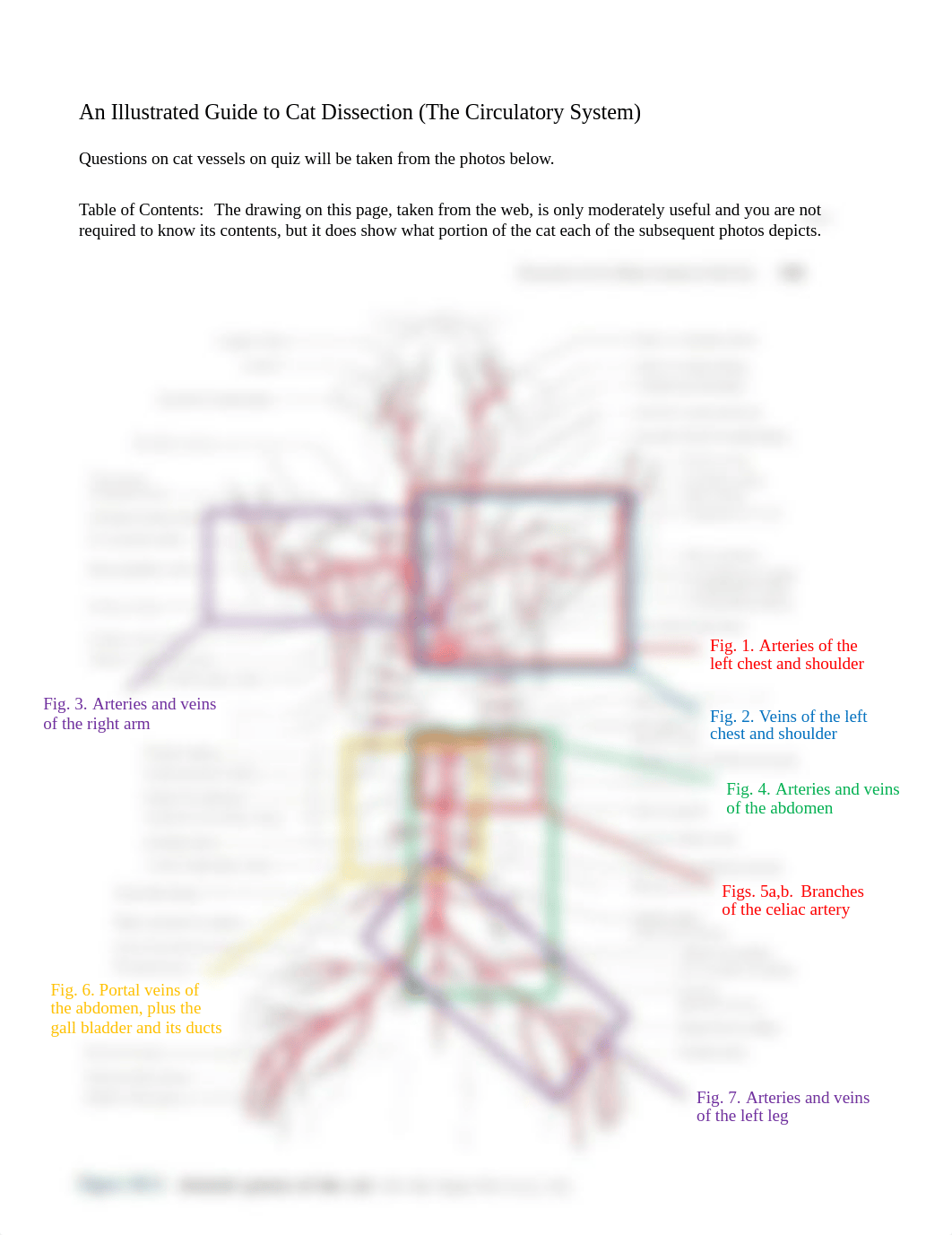 An Illustrated Guide to Cat Dissection (The Circulatory System)_dlqj78amz58_page1