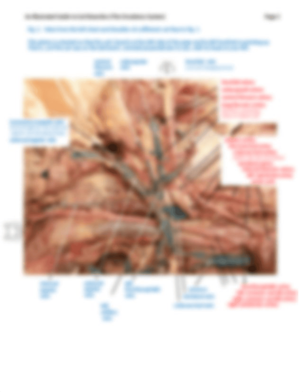 An Illustrated Guide to Cat Dissection (The Circulatory System)_dlqj78amz58_page3