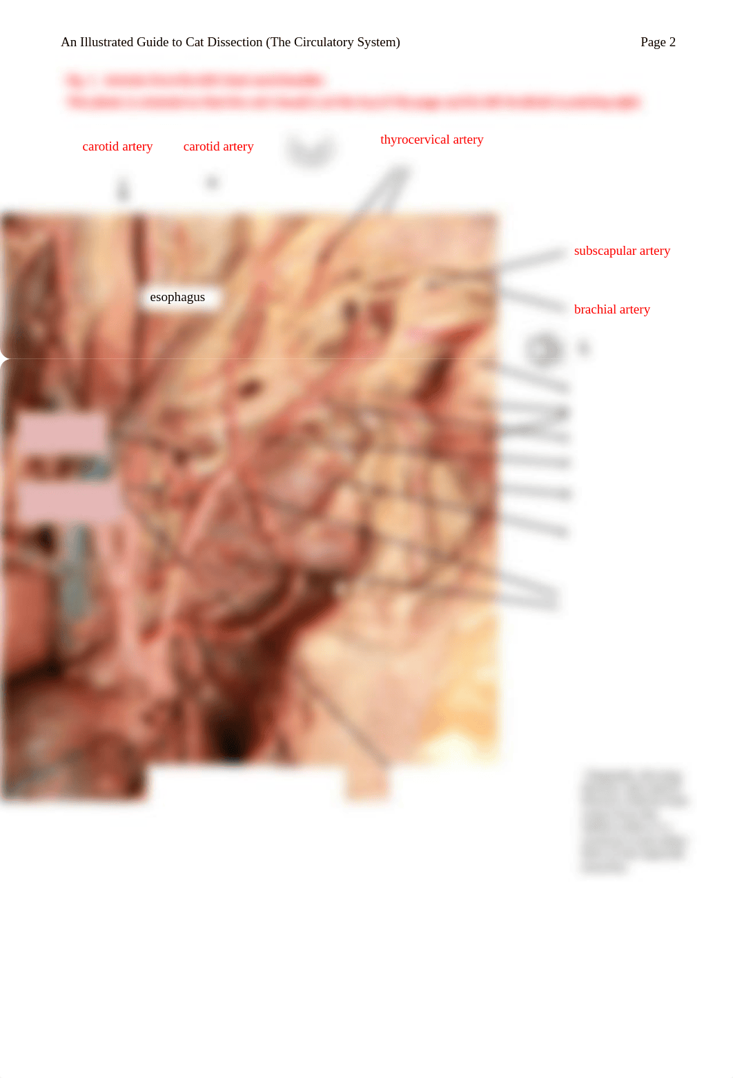 An Illustrated Guide to Cat Dissection (The Circulatory System)_dlqj78amz58_page2