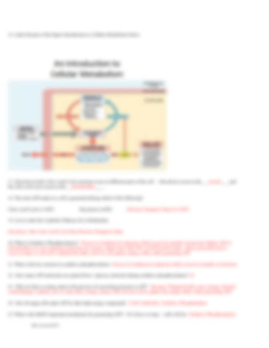 metabolism wkst key.pdf_dlqqj82fc0o_page2