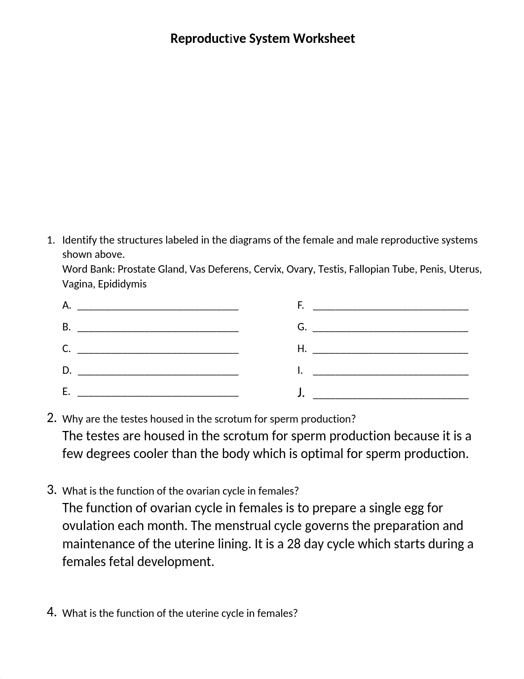 Reproductive System Worksheet.docx_dlrapk0s7a3_page1