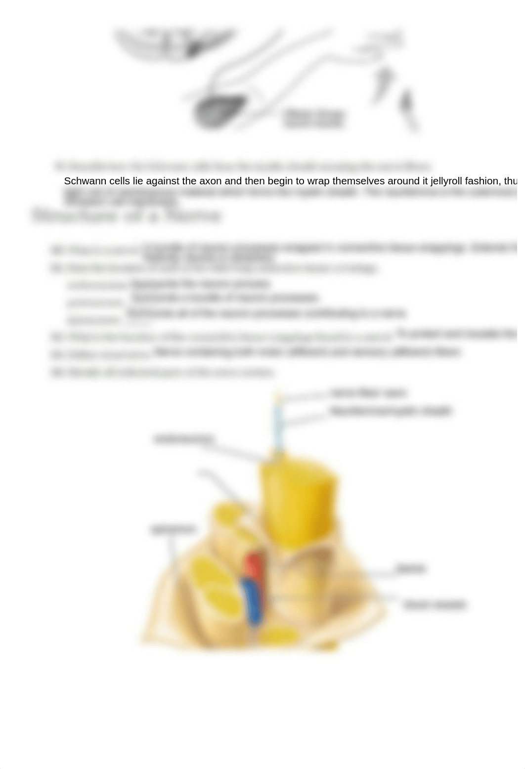 Ex15 Review sheet - Histology of Nervous Tissue (1).pdf_dlrqcqbqal4_page4