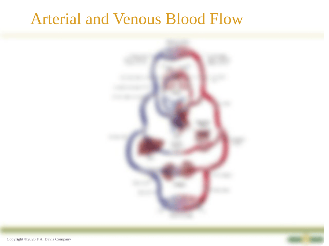 Ch 28 Cardiac function Su21.pptx_dls1wz7vq2b_page5