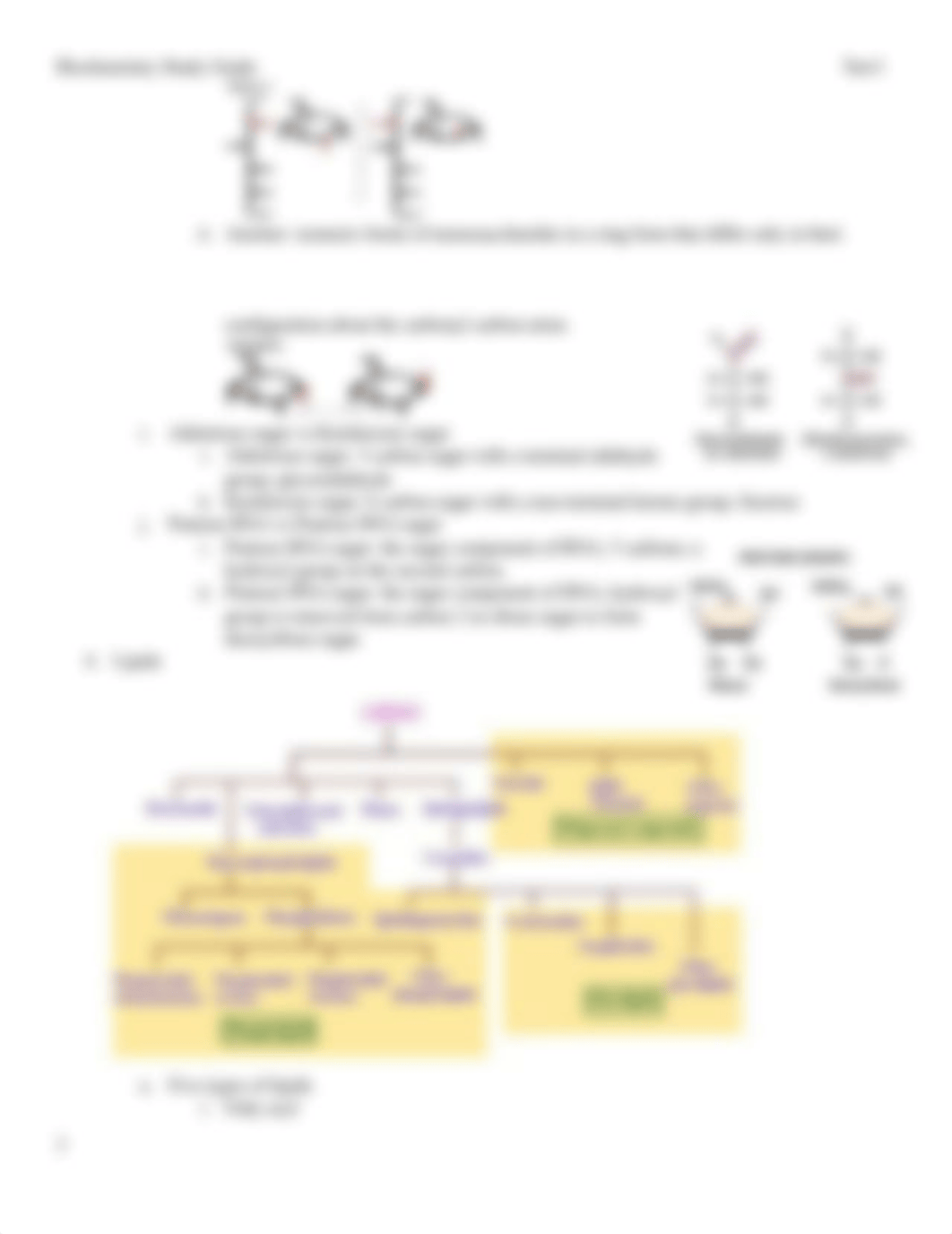 Biochemistry Study Guide 1.docx_dls3wxy6j3l_page3