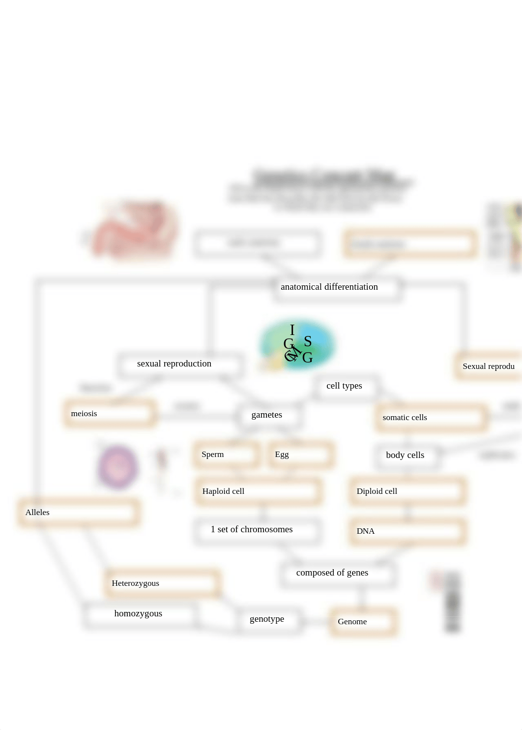 Genetics concept map.pdf_dlsylyafhpa_page1