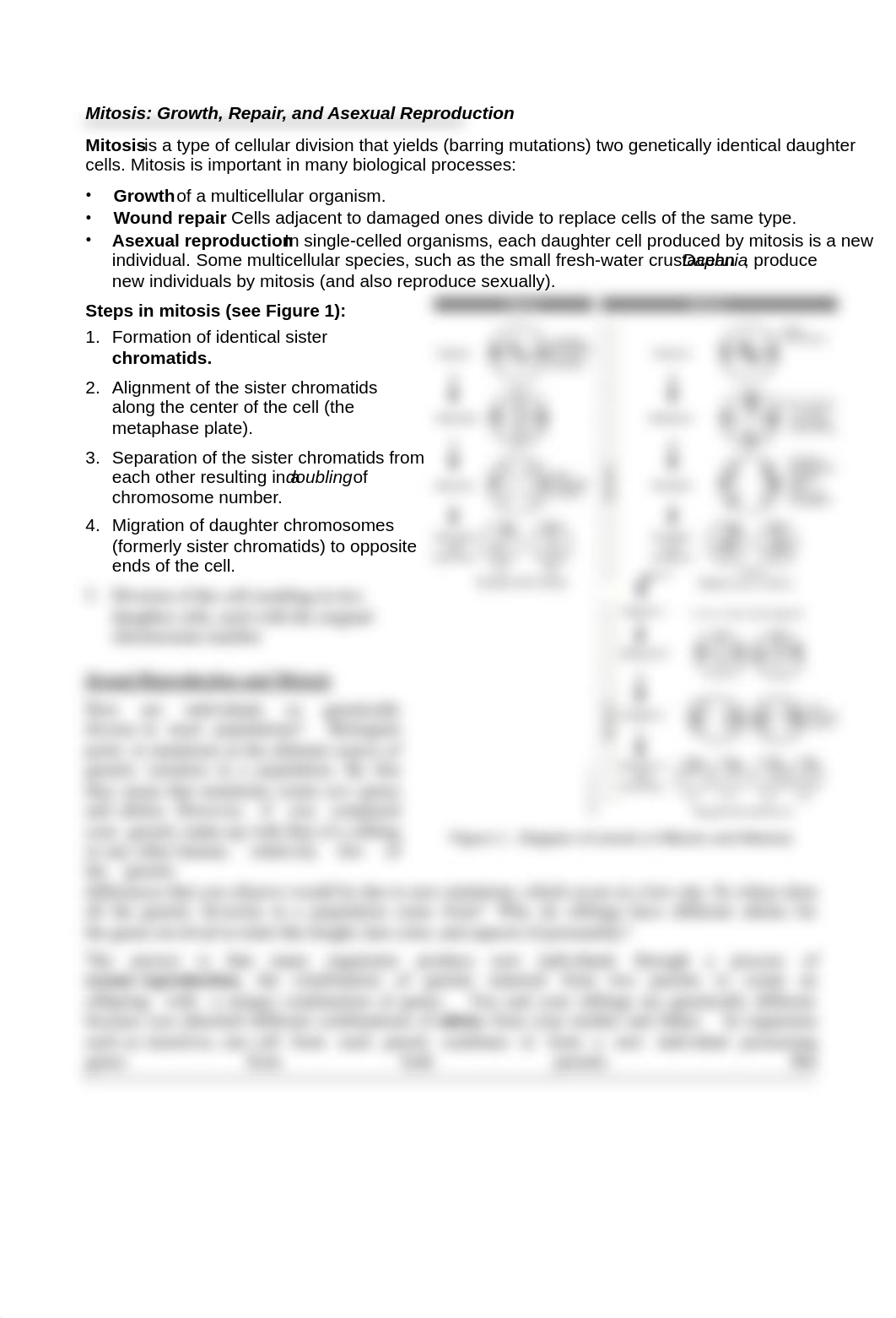 Cell+cycle+Bio+100+worksheet_dlt47wi6sr5_page2