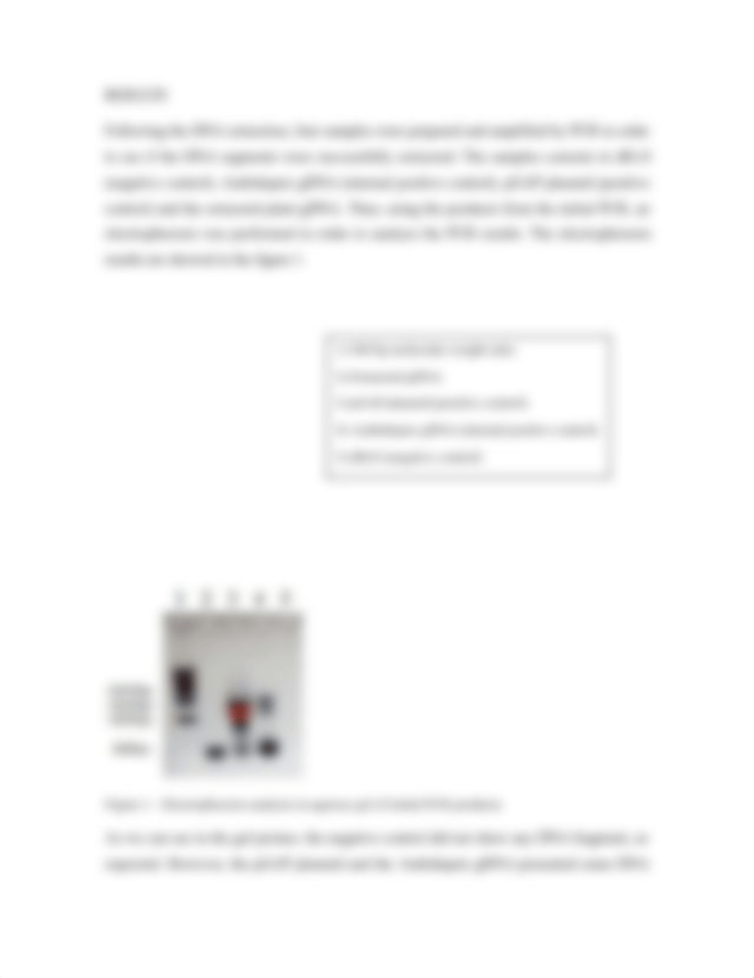 Full lab report DNA Extraction, Initial PCR and Electrophoresis.docx_dlthx4a6lmd_page4