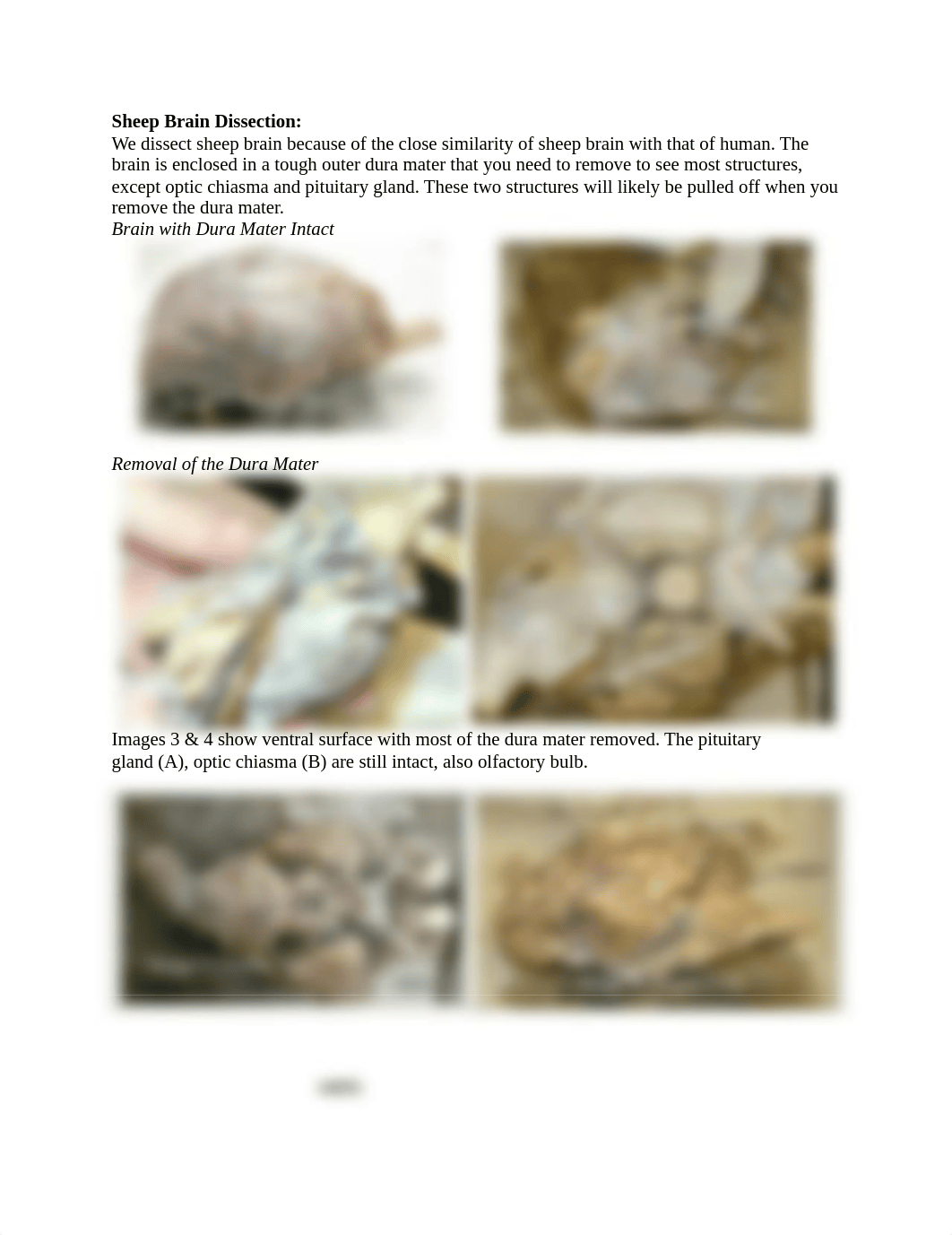 Sheep Brain Dissection.pdf_dltlehrsaap_page1