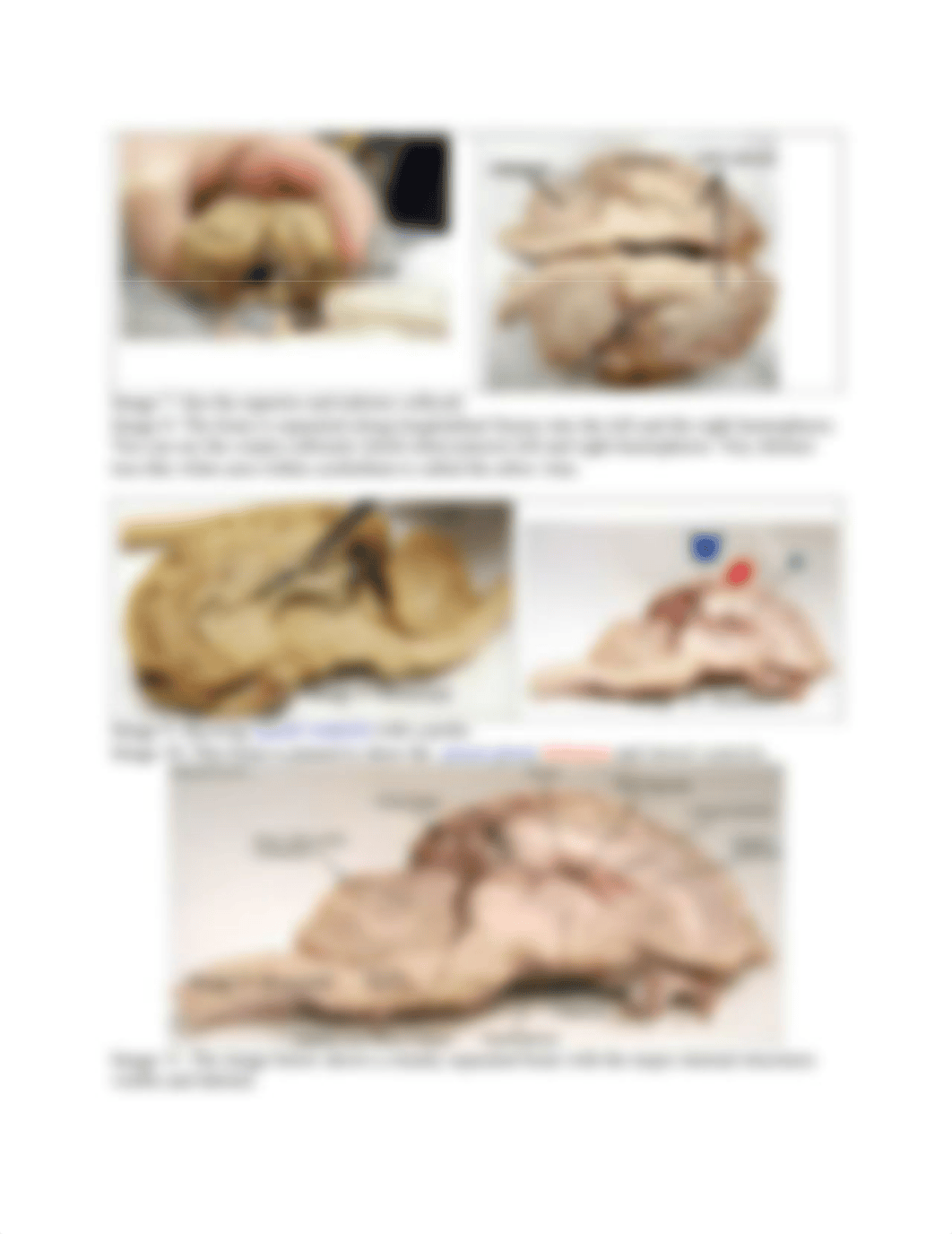 Sheep Brain Dissection.pdf_dltlehrsaap_page2