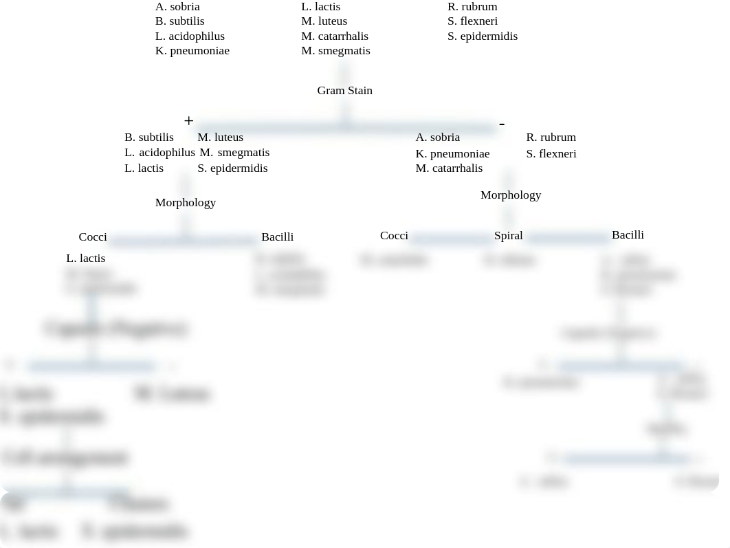 Morphological Unknown Flow Chart.pdf_dltsdorv8fy_page1