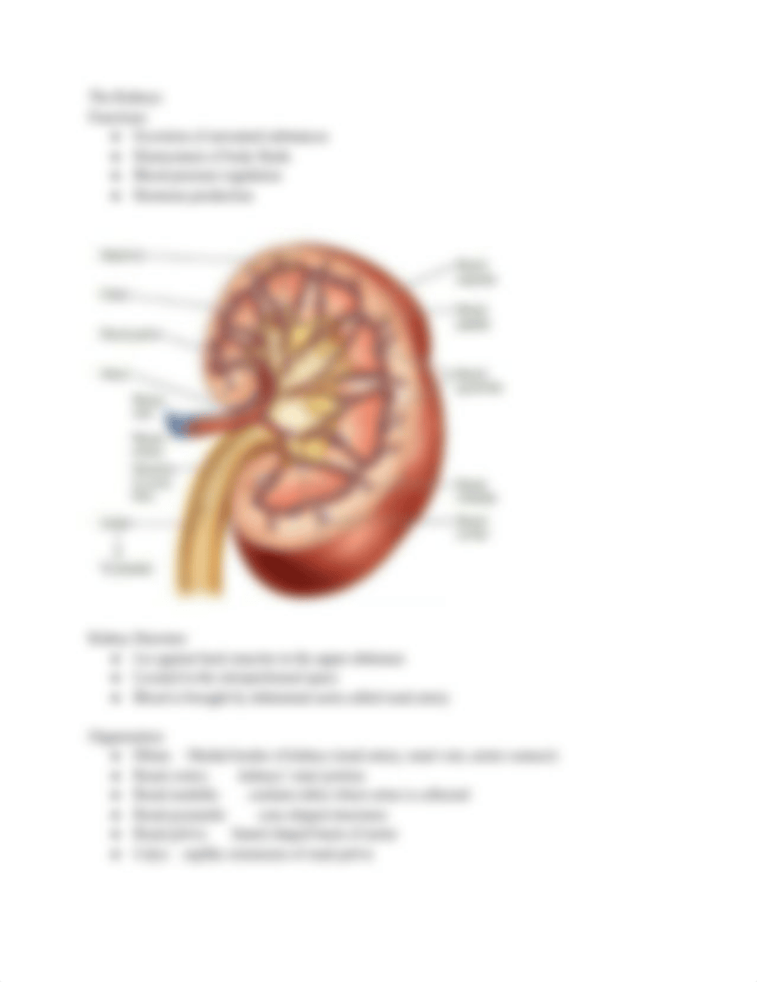 Urinary System Textbook.pdf_dlu0ekilcxc_page2