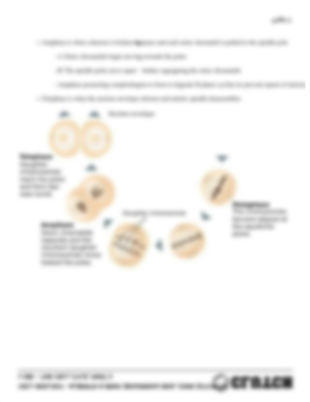 cell-biology-16-essential-cell-biology-alberts-bray-boudreau-biol-230w-227310-992-l18b-the-cell-cyle_dlu3lq6diy9_page4