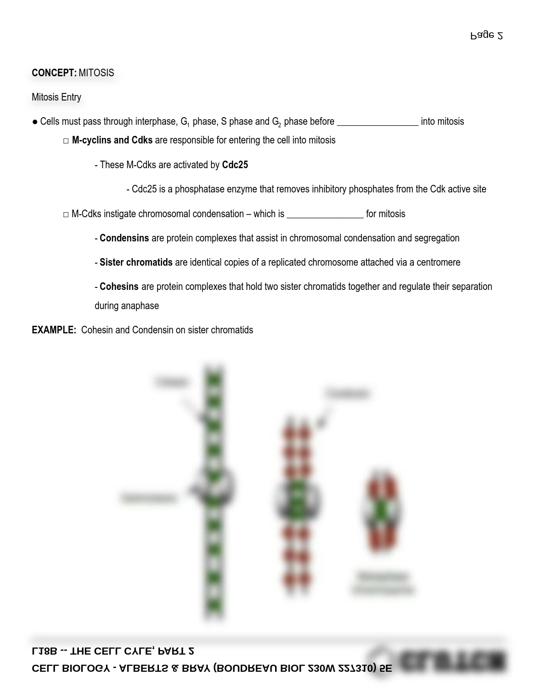 cell-biology-16-essential-cell-biology-alberts-bray-boudreau-biol-230w-227310-992-l18b-the-cell-cyle_dlu3lq6diy9_page2