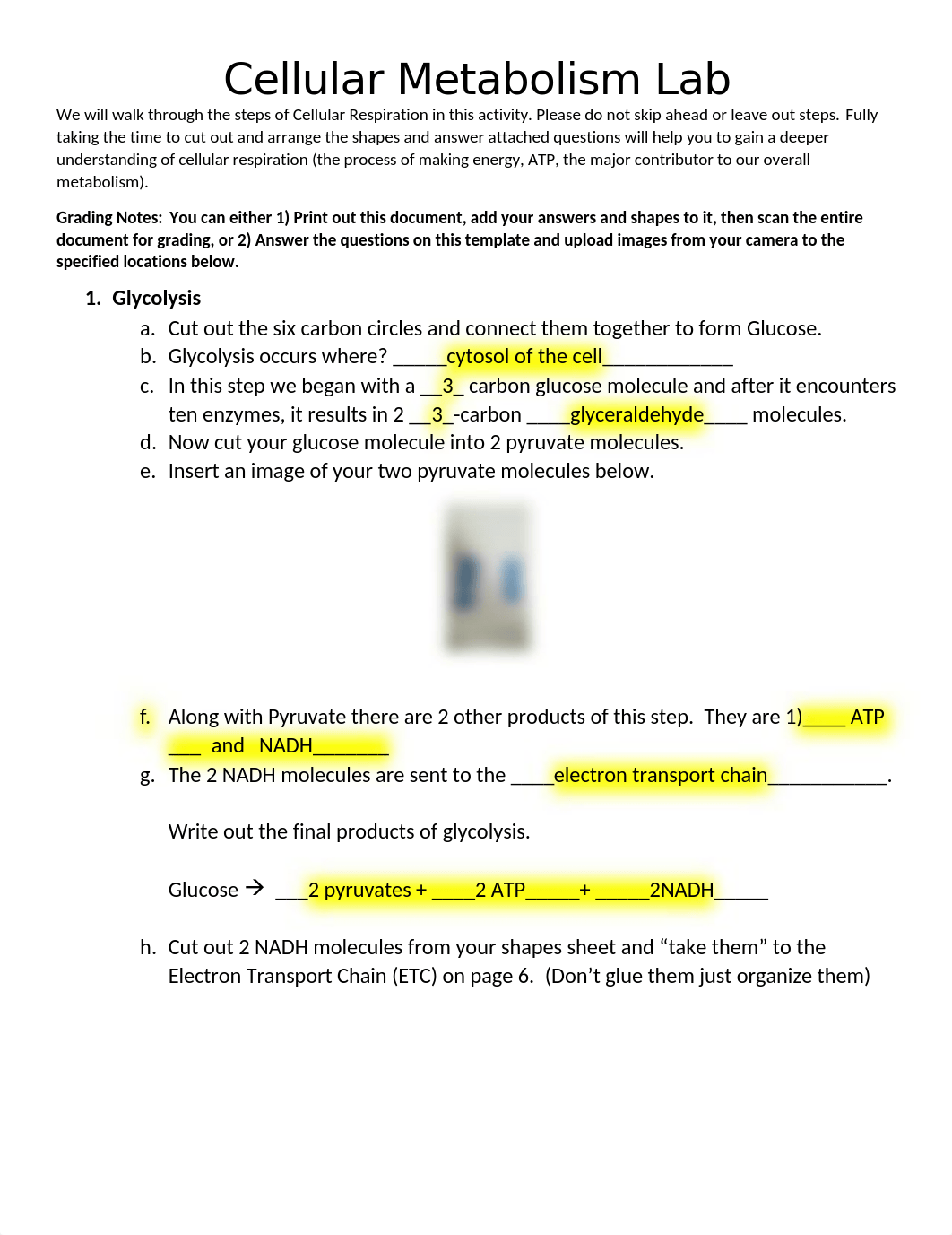 HOL_metabolism22.docx_dlua0yp9sio_page1