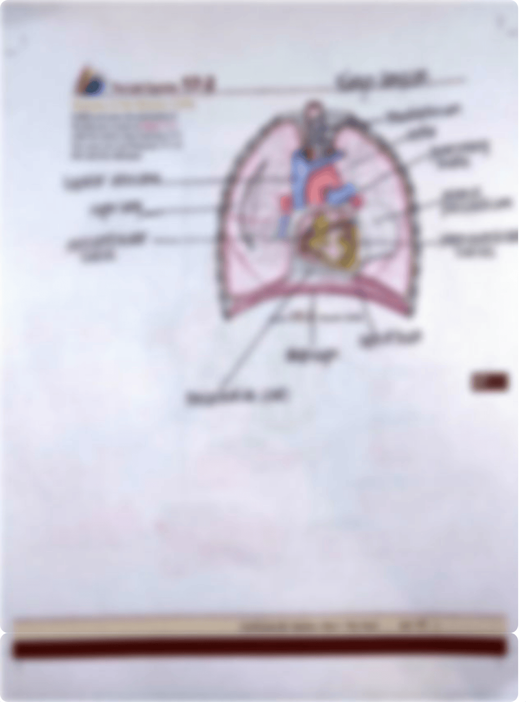 Unit 17 Pre-Lab Exercise 17-2 (1).pdf_dluhmlvv93l_page1