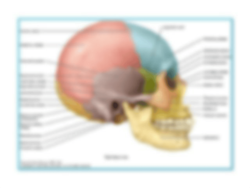 10.+Axial+_+Appendicular+Skeleton_dlv2qrc1kz4_page4