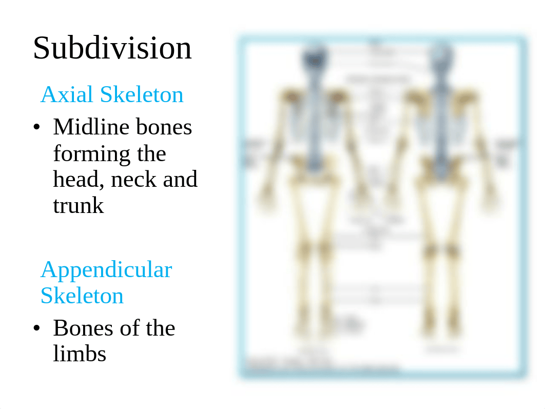 10.+Axial+_+Appendicular+Skeleton_dlv2qrc1kz4_page2