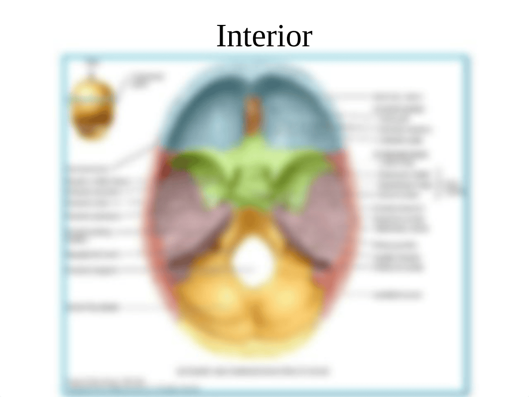 10.+Axial+_+Appendicular+Skeleton_dlv2qrc1kz4_page5