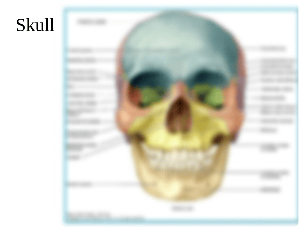 10.+Axial+_+Appendicular+Skeleton_dlv2qrc1kz4_page3