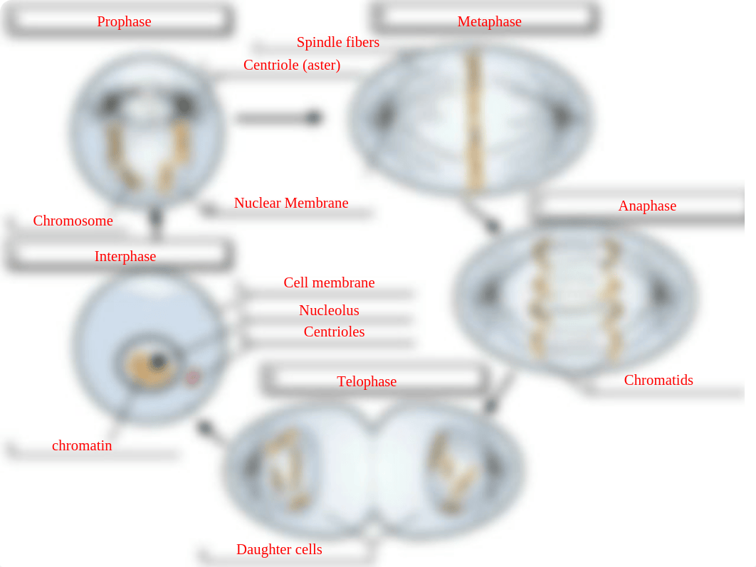 Cell Cycle Labeling.pptx_dlvc6ncm6tr_page1