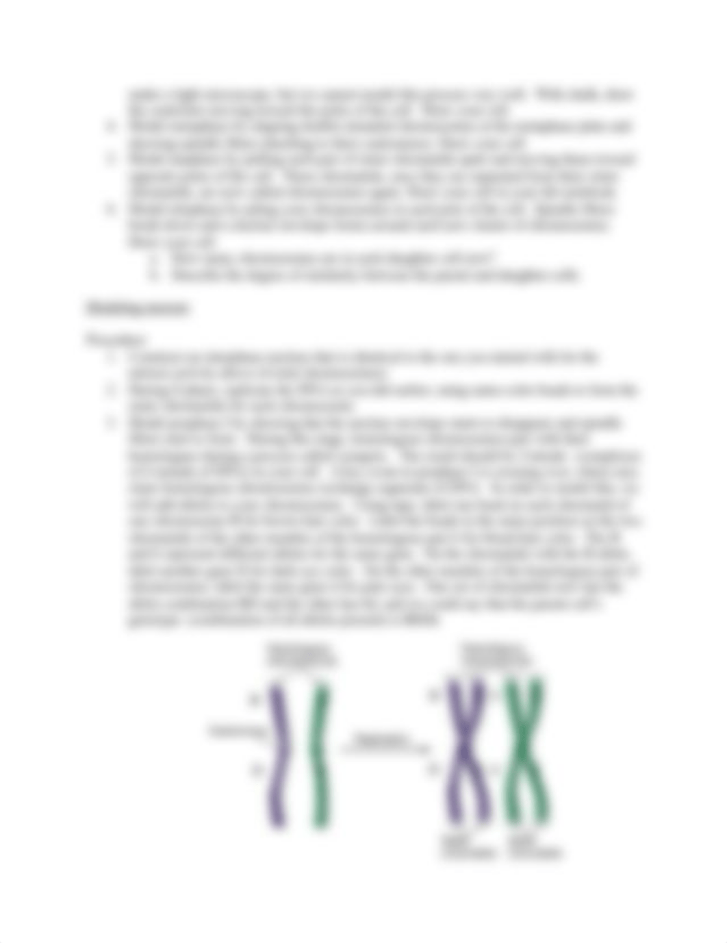 Lab 4 Mitosis and Meiosis_dlvddpsovv0_page2