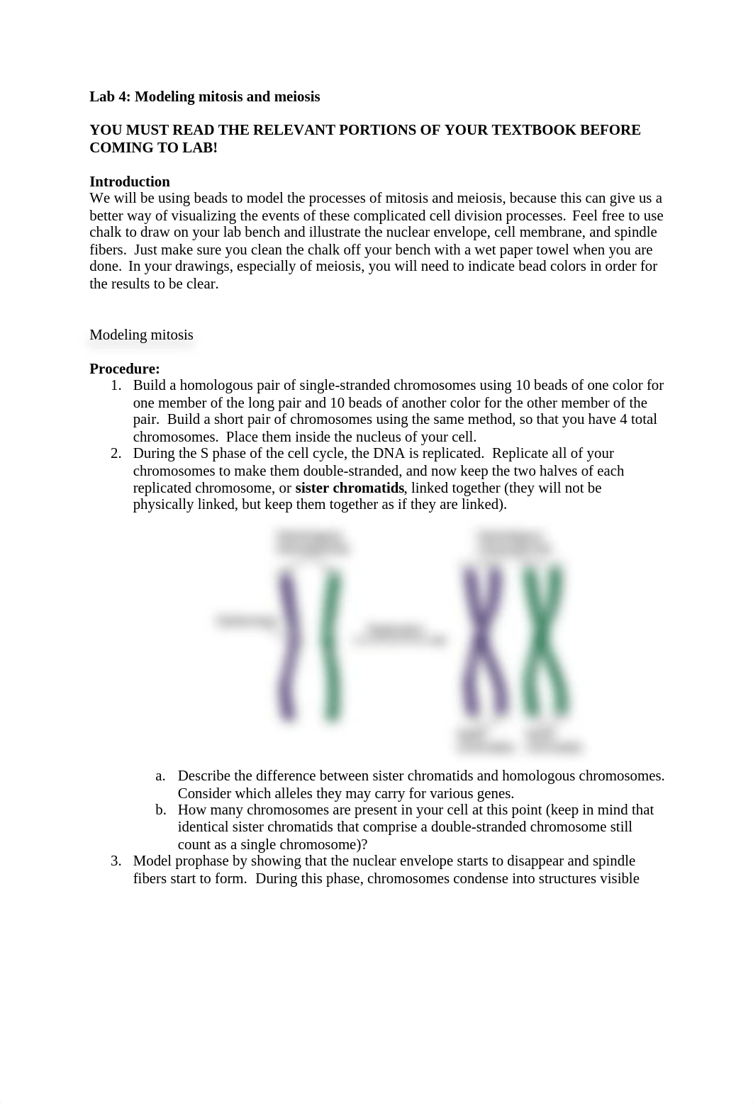 Lab 4 Mitosis and Meiosis_dlvddpsovv0_page1