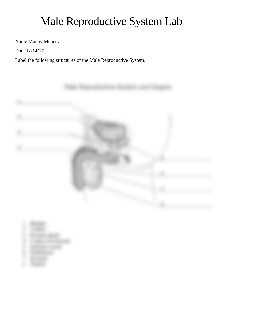 Male+Reproductive+System+Lab__M.M.docx_dlvzathuk4w_page1