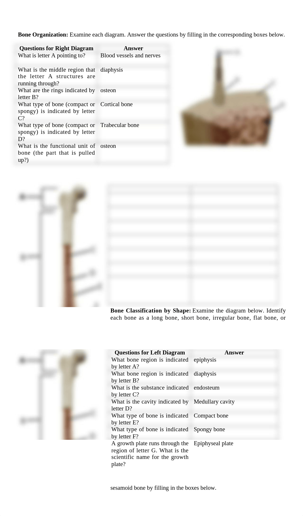 Lab 4 Skeletal System(1).docx_dlwb4rt18ov_page3