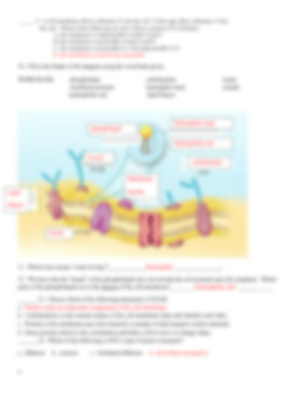 Cell_Transport_HW_packet_JR_10-11-_Key_finalized_RR.doc_dlwpvzy9fol_page4