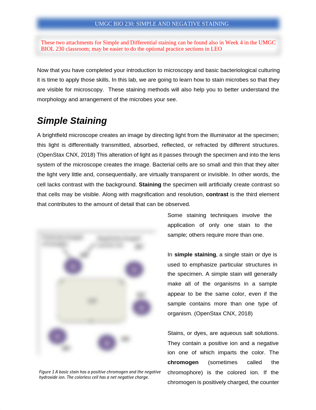 BIOL 230 - Simple and Negative Staining.pdf_dlwtnjnhayd_page1