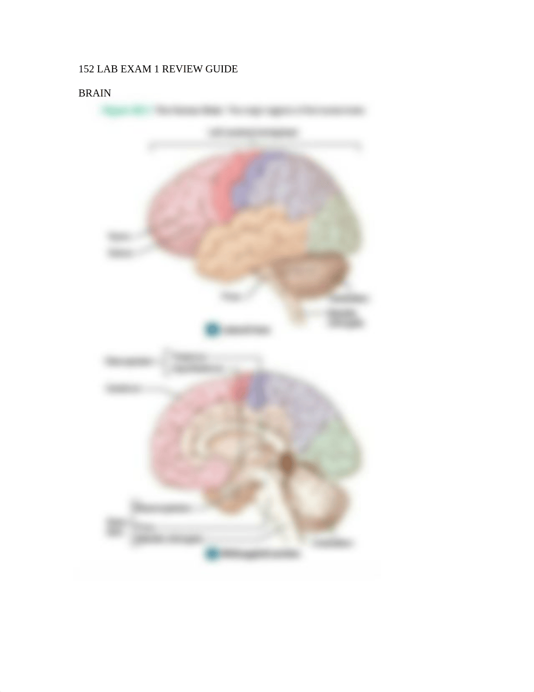 152 LAB EXAM 1 REVIEW GUIDE.docx_dly77d3owkb_page1