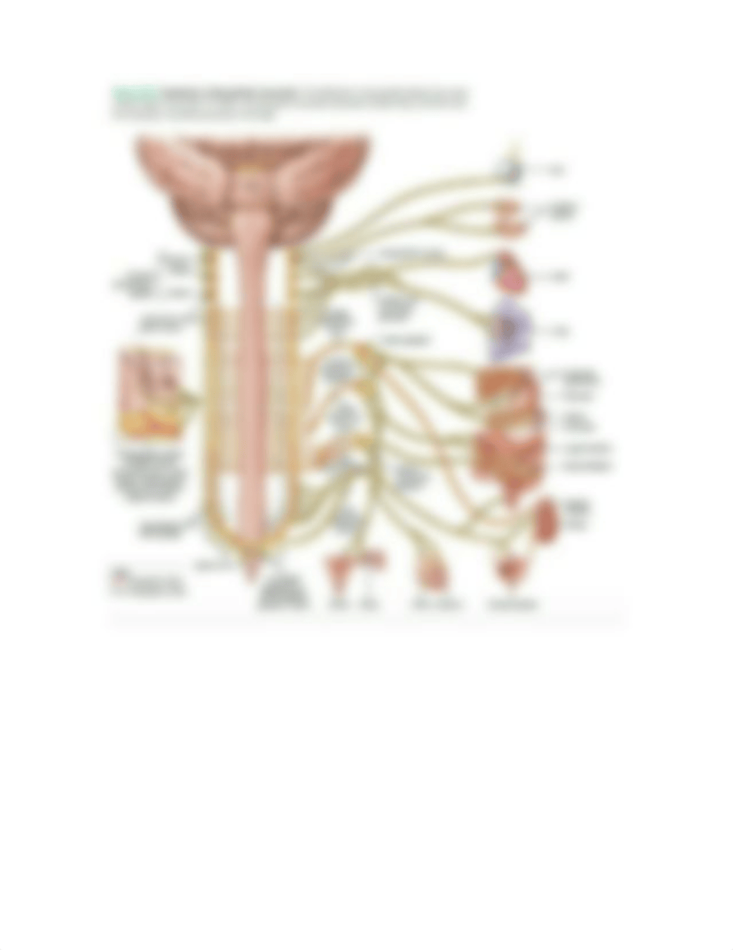 152 LAB EXAM 1 REVIEW GUIDE.docx_dly77d3owkb_page4