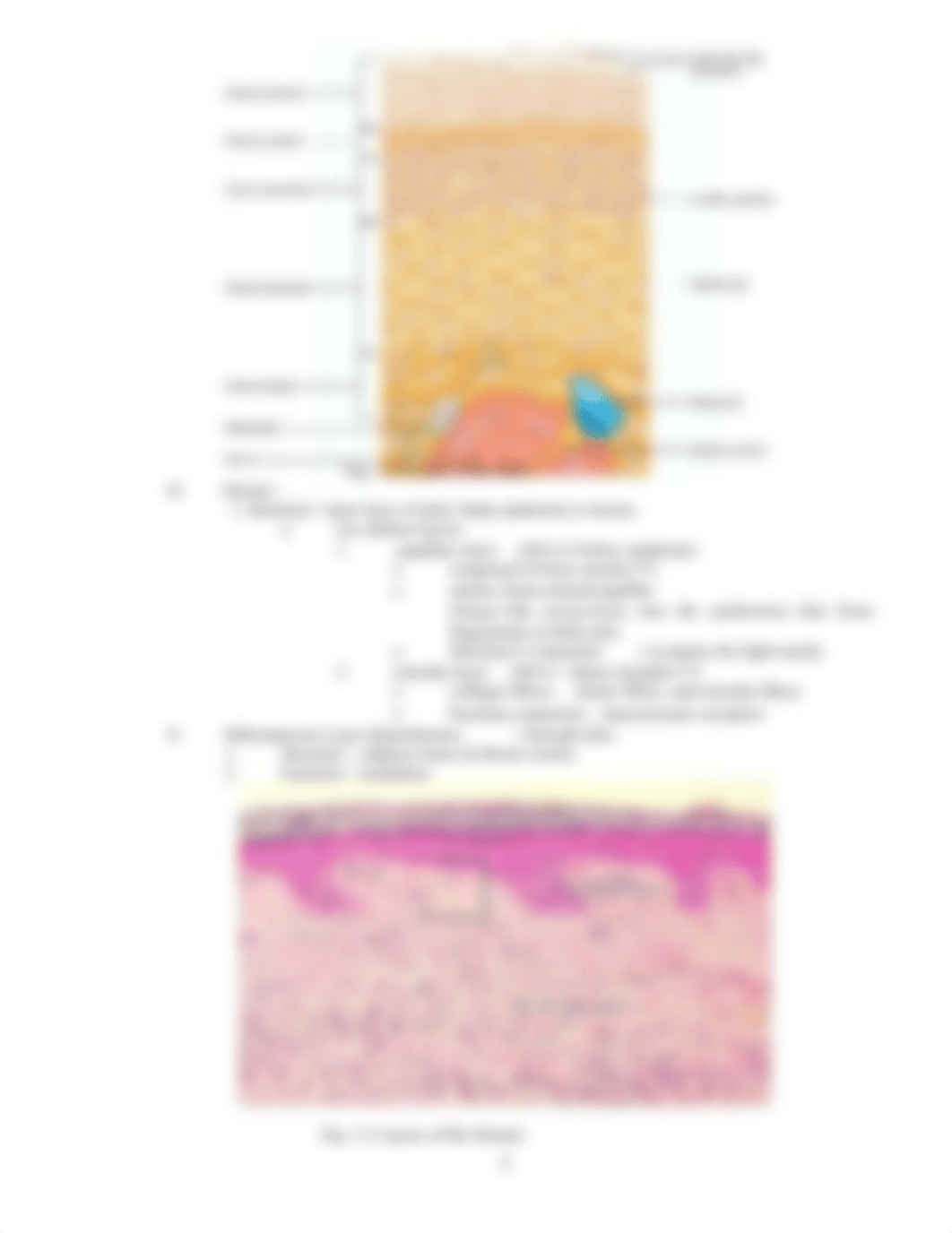 AP1-Lab3-Integumentary-FA2020.docx_dlyuhi961yj_page3