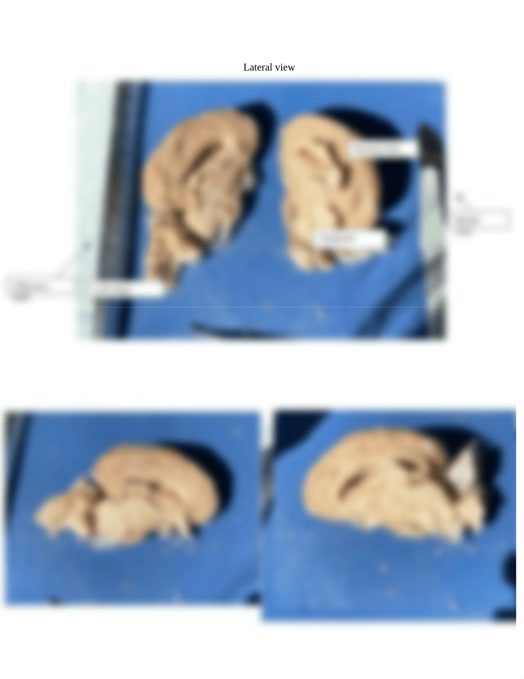 Sheep Brain Disection.docx_dlz35bchak5_page2