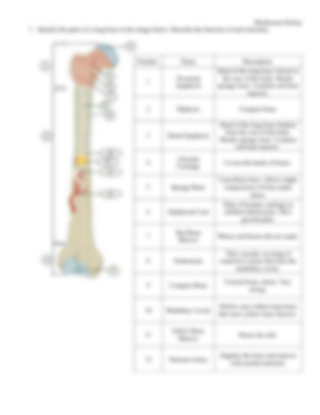 Skeletal System Concept Check.pdf_dlz3xy8uiyg_page3