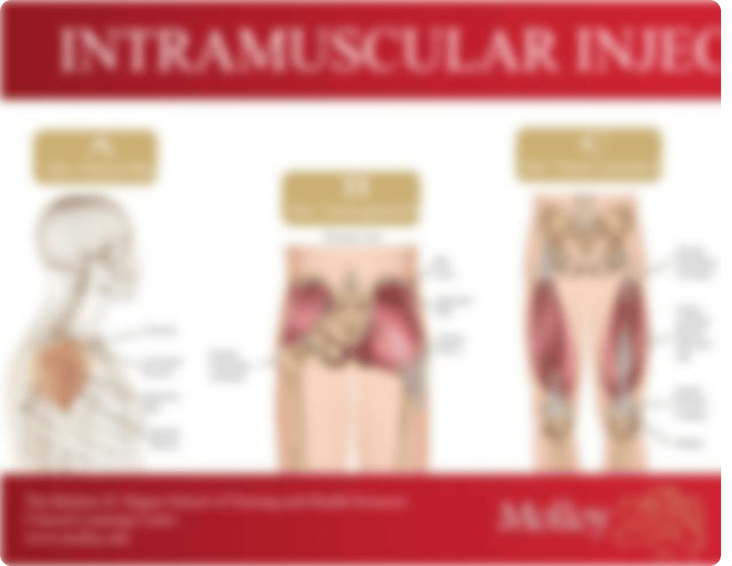 Intramuscular Injection Sites.pdf_dlznz6s57ll_page1