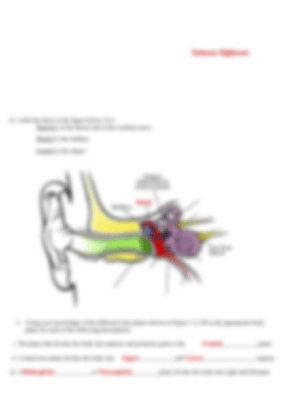 BI241 Lab 1 Parts of the Body and Microscopes.docx_dlzpv8k59av_page5