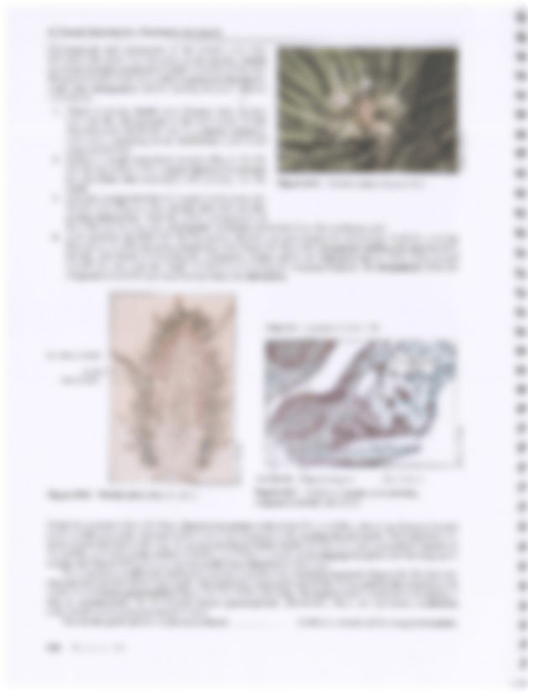 Lab 24 - Gymnosperms_dm0dugx35ir_page4