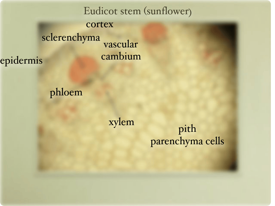 Bio 51 lab practical 2 part 1_dm0htmi8v8j_page3