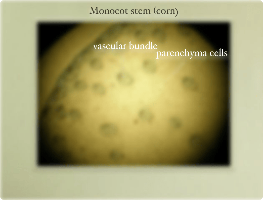 Bio 51 lab practical 2 part 1_dm0htmi8v8j_page5