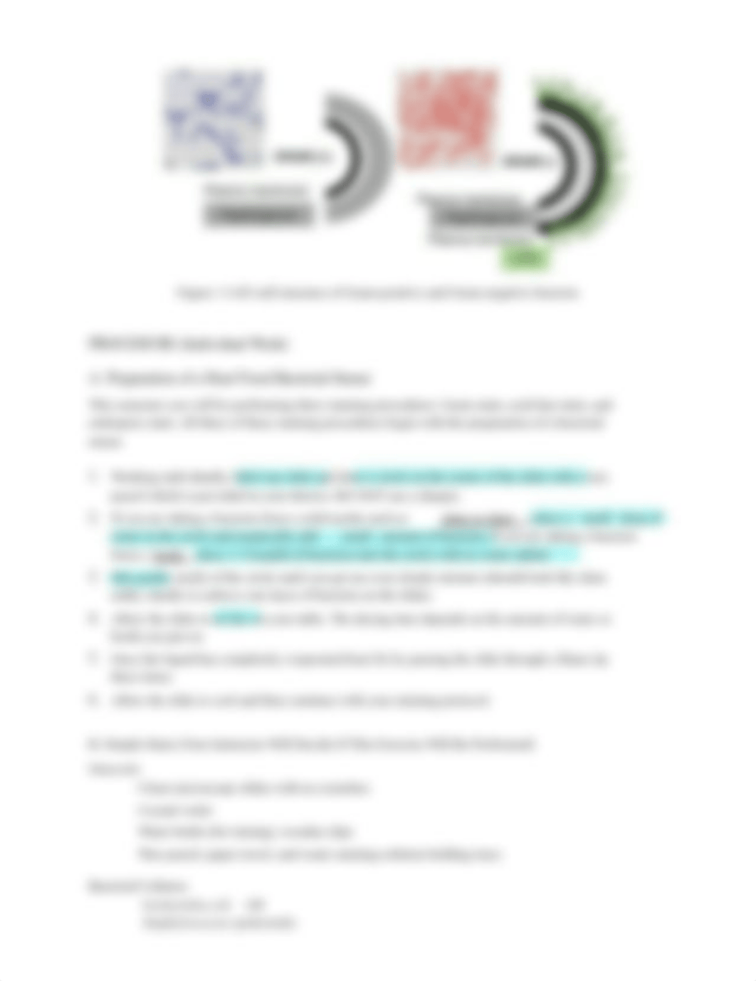 Biol+240+Lab+4+Simple+Stain-Gram+Stain.pdf_dm0mp79wirv_page2