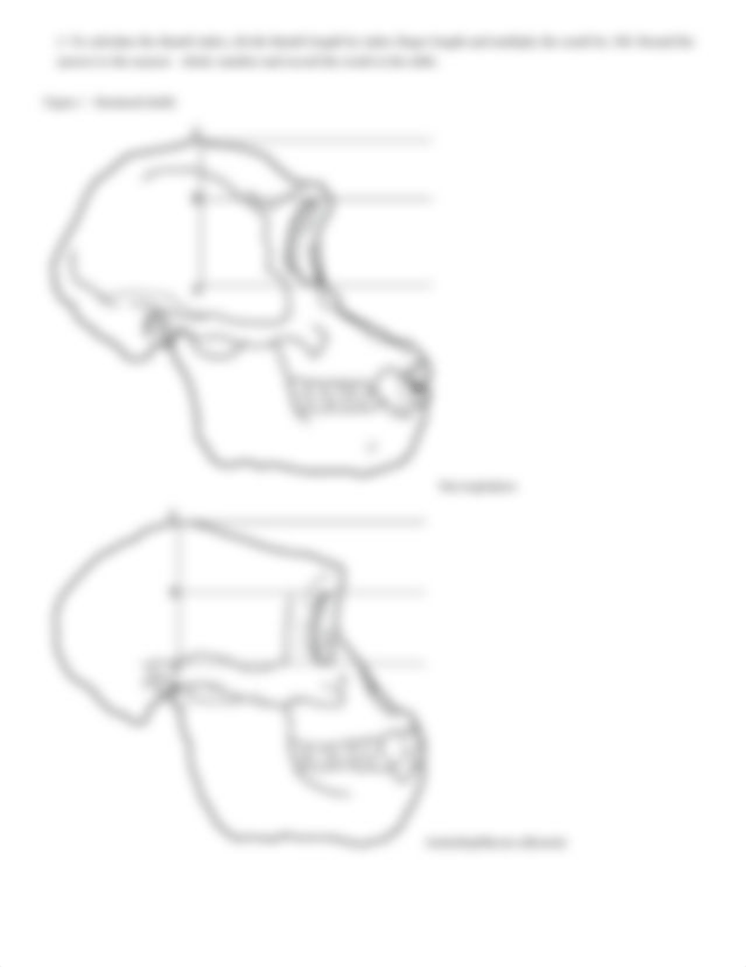 Kami Export - Hominoid Fossil Measuring Lab UPDATED 2020 (2).pdf_dm0y6unx9c6_page2