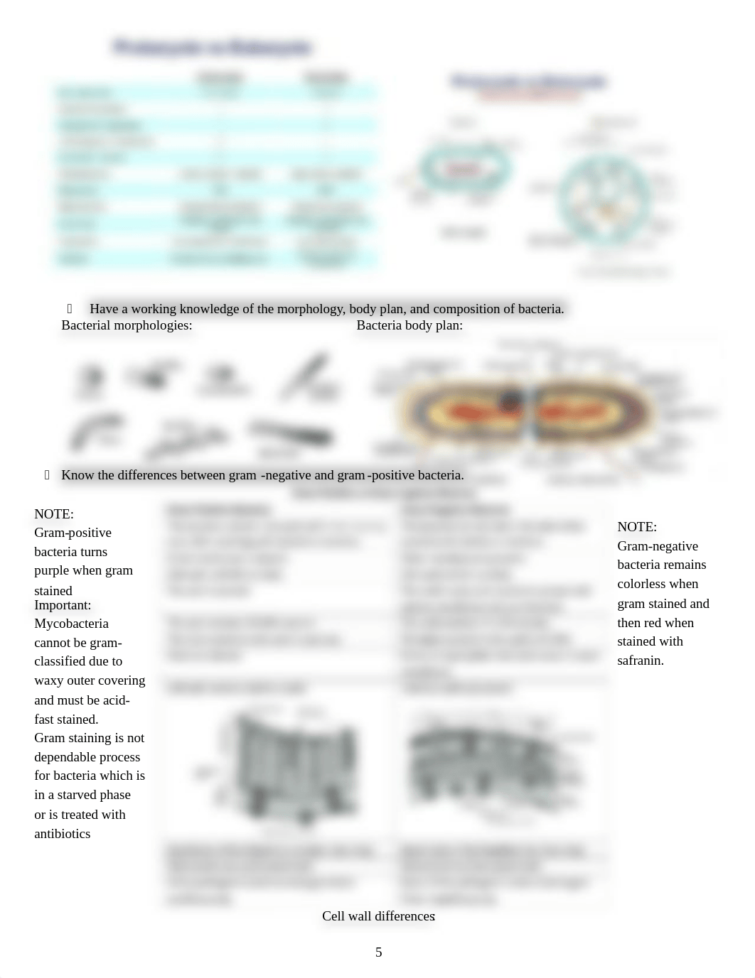 INFECTION LECTURES.docx_dm1cud0dpq8_page5