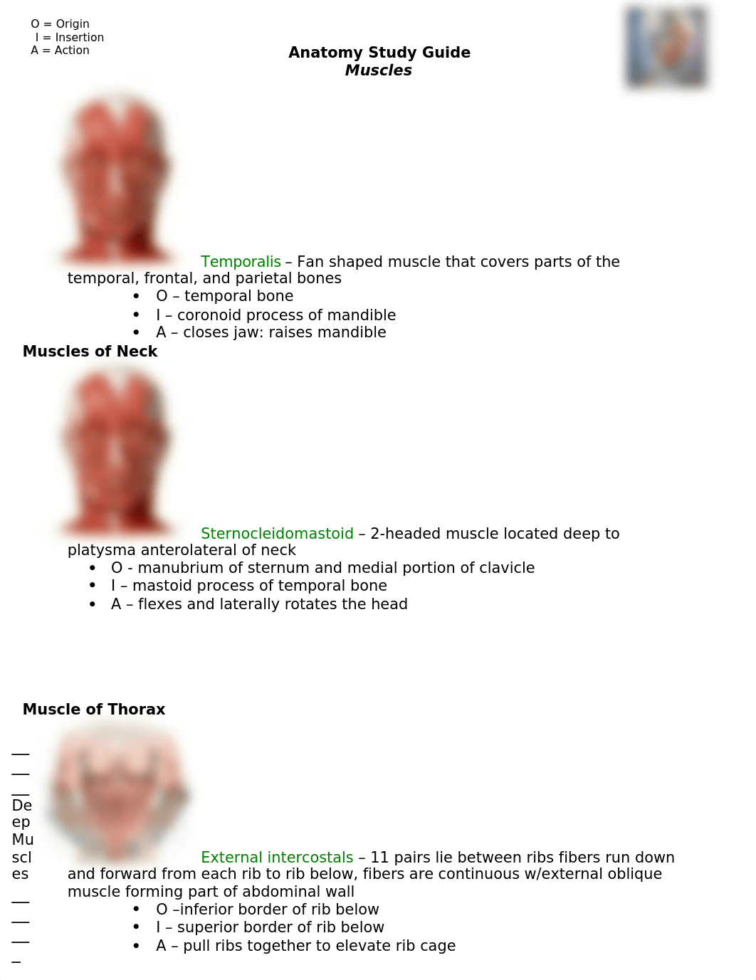 Anatomy Muscle sg_dm1zbqd33rs_page3