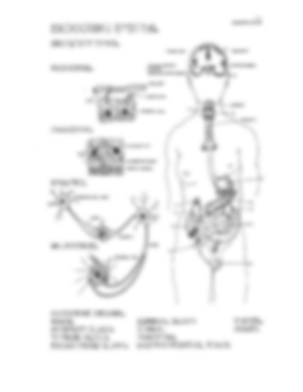 endocrinesystem coloring worksheet.doc_dm2avg8nxb6_page2