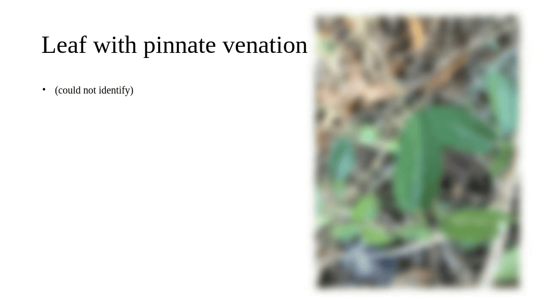 plant morphology ppt_dm2xzk1h87u_page5