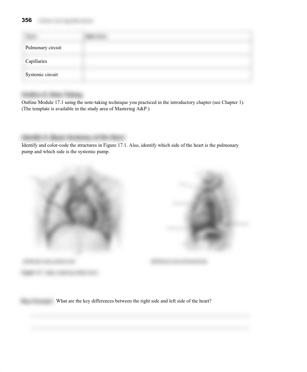 Chapter 17 Cardiovascular System I WS.pdf_dm2znmvmhzw_page2