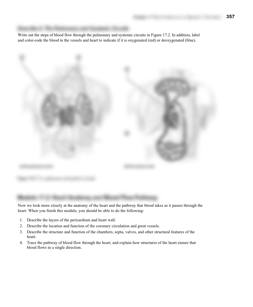 Chapter 17 Cardiovascular System I WS.pdf_dm2znmvmhzw_page3