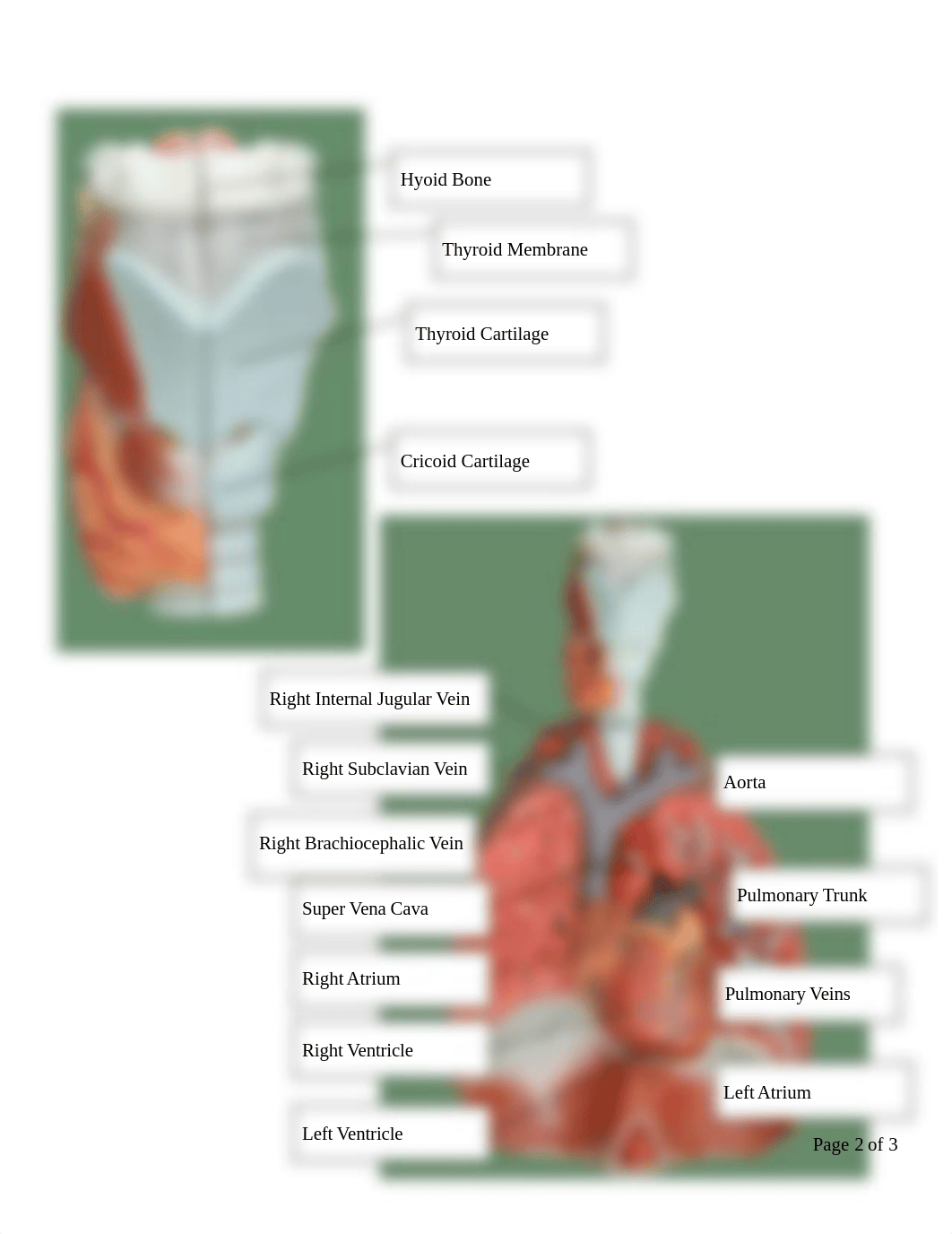 Respiratory System Anatomy Worksheet2.18.pdf_dm3n7yc51w8_page2