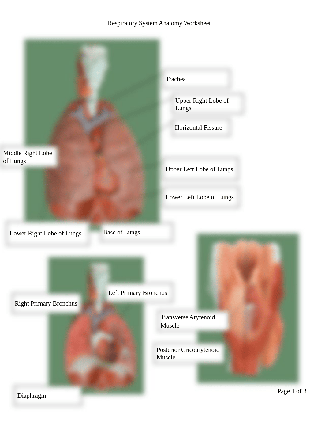 Respiratory System Anatomy Worksheet2.18.pdf_dm3n7yc51w8_page1